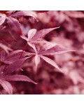 Acer palmatum ’Red Emperor’